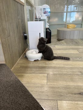 猫カフェモカ 京都河原町店に投稿された画像（2026/1/28）