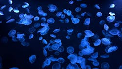 すみだ水族館に投稿された画像（2026/1/28）