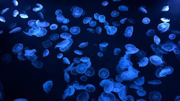 すみだ水族館に投稿された画像（2026/1/28）