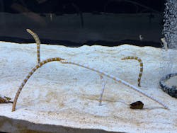 すみだ水族館に投稿された画像（2026/1/28）