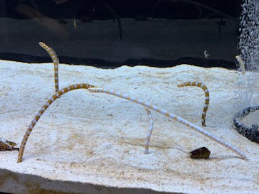 すみだ水族館に投稿された画像（2026/1/28）