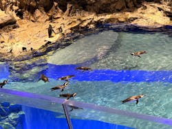 すみだ水族館に投稿された画像（2026/1/28）