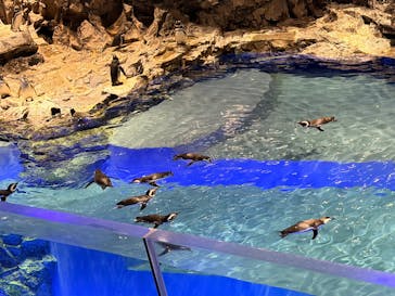 すみだ水族館に投稿された画像（2026/1/28）