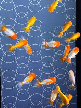 すみだ水族館に投稿された画像（2026/1/28）