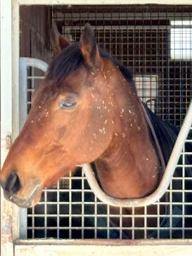 ノーザンホースパークに投稿された画像（2026/1/28）