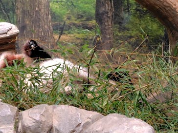 恩賜上野動物園に投稿された画像（2026/1/28）