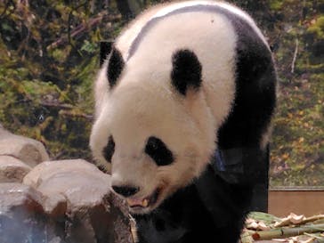 恩賜上野動物園に投稿された画像（2026/1/28）