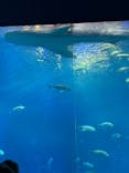 沖縄美ら海水族館に投稿された画像（2026/1/28）