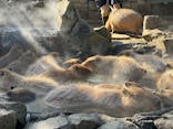 伊豆シャボテン動物公園に投稿された画像（2026/1/28）