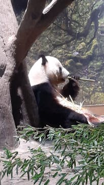 恩賜上野動物園に投稿された画像（2026/1/28）