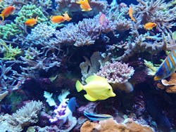 マクセル アクアパーク品川に投稿された画像（2026/1/28）