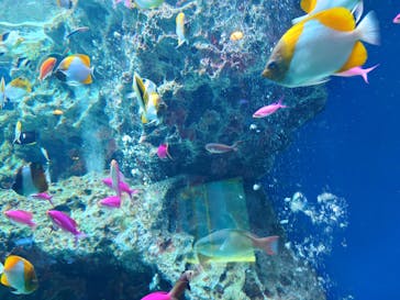 マクセル アクアパーク品川に投稿された画像（2026/1/28）