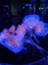 マクセル アクアパーク品川に投稿された画像（2026/1/28）