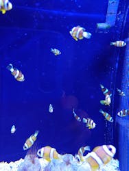 マクセル アクアパーク品川に投稿された画像（2026/1/28）