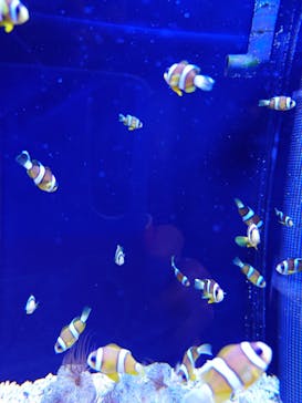 マクセル アクアパーク品川に投稿された画像（2026/1/28）