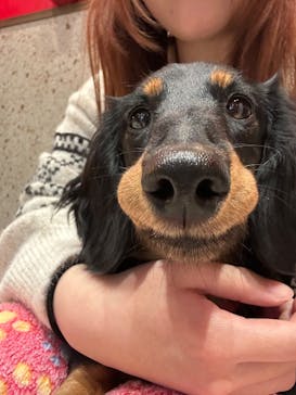 いぬカフェRio 京都店に投稿された画像（2026/1/28）