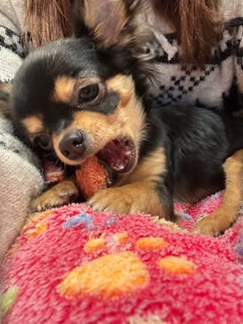 いぬカフェRio 京都店に投稿された画像（2026/1/28）