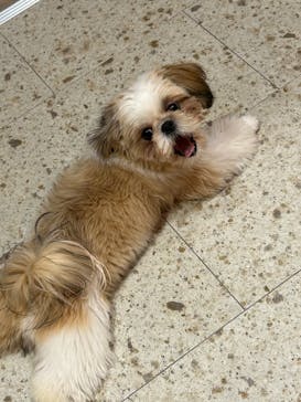 いぬカフェRio 京都店に投稿された画像（2026/1/28）