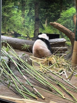 恩賜上野動物園に投稿された画像（2026/1/28）
