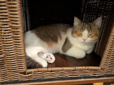 猫カフェモカ　池袋東口店に投稿された画像（2026/1/28）