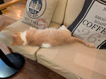 猫カフェモカ　池袋東口店に投稿された画像（2026/1/28）