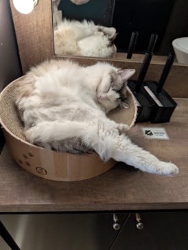 猫カフェモカ　池袋東口店に投稿された画像（2026/1/28）