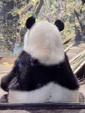 恩賜上野動物園に投稿された画像（2026/1/28）