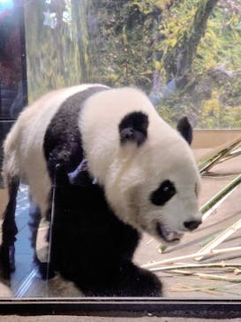 恩賜上野動物園に投稿された画像（2026/1/28）
