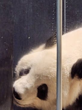 恩賜上野動物園に投稿された画像（2026/1/28）