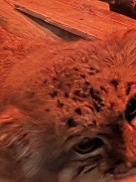 恩賜上野動物園に投稿された画像（2026/1/28）