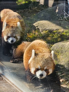 恩賜上野動物園に投稿された画像（2026/1/28）