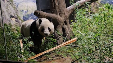 恩賜上野動物園に投稿された画像（2026/1/28）