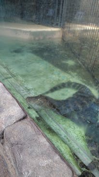 熱川バナナワニ園に投稿された画像（2026/1/28）