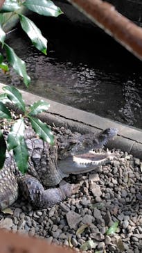 熱川バナナワニ園に投稿された画像（2026/1/28）