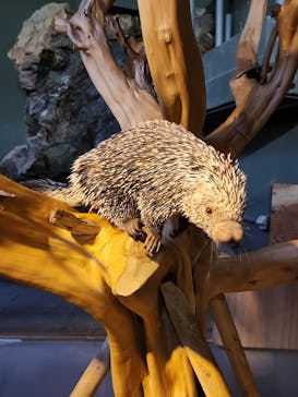 カワスイ 川崎⽔族館に投稿された画像（2026/1/29）