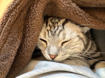 猫カフェモカ　イオンモール幕張新都心店に投稿された画像（2026/1/29）