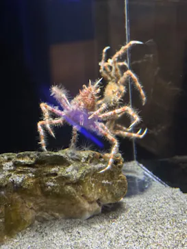 竹島水族館に投稿された画像（2026/1/29）