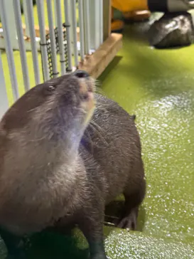 竹島水族館に投稿された画像（2026/1/29）