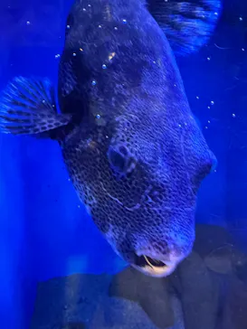 竹島水族館に投稿された画像（2026/1/29）