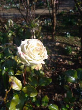 横浜イングリッシュガーデンに投稿された画像（2026/1/29）