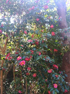 横浜イングリッシュガーデンに投稿された画像（2026/1/29）