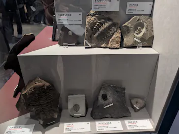 特別展「大絶滅展―生命史のビッグファイブ」に投稿された画像（2026/1/29）