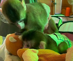 おさるランド＆アニタウン　日光さる軍団劇場に投稿された画像（2026/1/29）