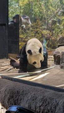 恩賜上野動物園に投稿された画像（2026/1/29）