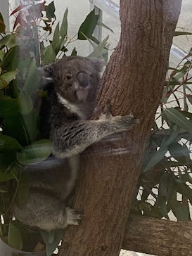 淡路ファームパーク イングランドの丘に投稿された画像（2026/1/29）