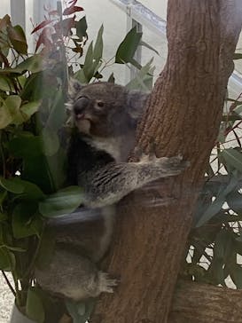 淡路ファームパーク イングランドの丘に投稿された画像（2026/1/29）