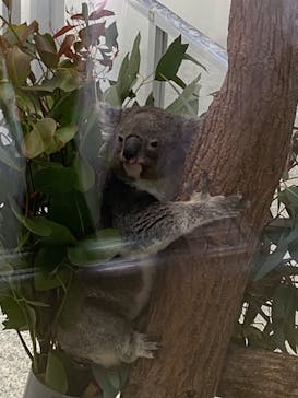 淡路ファームパーク イングランドの丘に投稿された画像（2026/1/29）