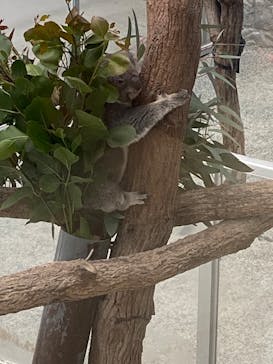 淡路ファームパーク イングランドの丘に投稿された画像（2026/1/29）