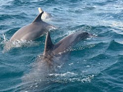 イルカウォッチング受付予約センターに投稿された画像（2026/1/29）