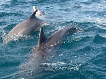 イルカウォッチング受付予約センターに投稿された画像（2026/1/29）